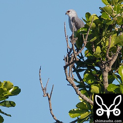 最初はモクマオウに止まっていたが、知らないうちにフクギに移動していた。