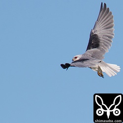 カタグロトビはその名前の通り、肩が黒い。実際に黒いのは小雨覆、中雨覆と大雨覆の一部でしょうか。尾羽は真ん中以外は白っぽいです。