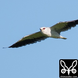 そして真っ赤な目が印象的。