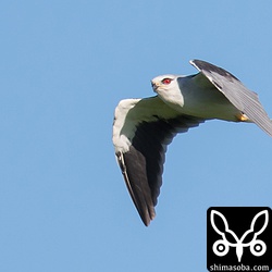 初列風切の先端が生え変わってきている。