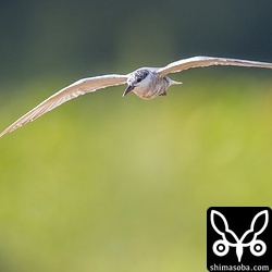 クロハラアジサシ。夏羽から冬羽へ移行中。