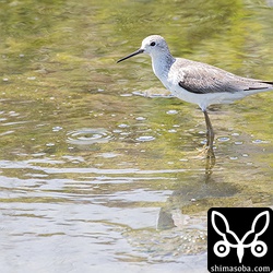 コアオアシシギ成鳥冬羽。