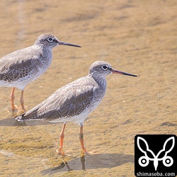 フラッグは外れてメタルリングだけのアカアシシギ成鳥。奥はアカアシシギ第1回冬羽。