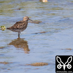 ウズラシギ。