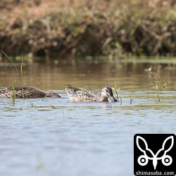 今季初確認のシマアジ。2羽いました。