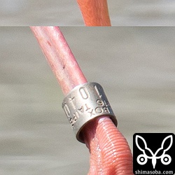 刻印は「P.O. BOX 96-216 TAIPEI M01040」でした。