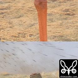 刻印は「KANKYOSYO TOKYO JAPAN 6A27456」でした。