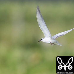 バッタを捕まえた。