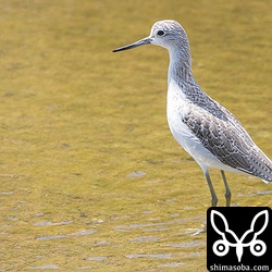 アオアシシギ成鳥冬羽。とても小さな個体で、コアオアシシギと同じぐらいでした。くちばしも普通より短く感じます。