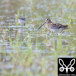 これはタシギ。