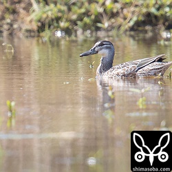 シマアジ。幼鳥かエクリプスかまでは不明。