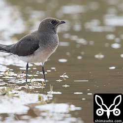ツバメチドリ成鳥冬羽。数羽がクロハラアジサシの群れと一緒に休んでいた。