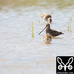 まずは自信のあるタシギから。同じ田んぼで4羽ほど見かけました。