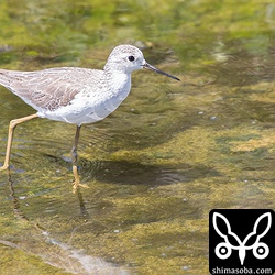 コアオアシシギ成鳥冬羽。