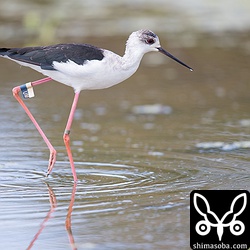 フラッグとメタルリング付きのセイタカシギ。