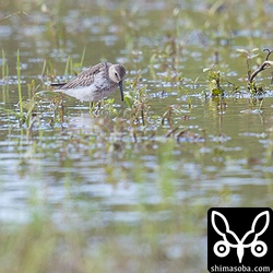 胸に黒い羽が混じるので夏羽の名残かと思いハマシギ成鳥冬羽だと思ったのですが、幼鳥のようです。幼羽に背羽、肩羽に第1回冬羽が見え始めているようです。腹に黒い羽が混じるのはハマシギ幼鳥の特徴とのこと。
