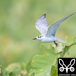 餌を探しながら芋畑の上を飛び回るクロハラアジサシ。