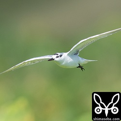 田んぼを広範囲に飛び回って獲物を探していました。