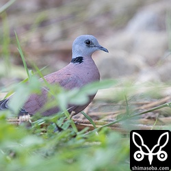 右目が少し涙ぐんでいます。片目風邪に罹っているのでしょうか?