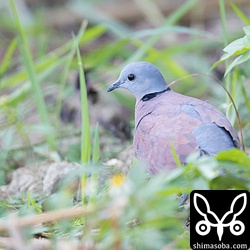 ベニバト成鳥オスです。美しいハトですね。