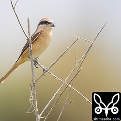 シマアカモズは草地や農耕地で複数羽を確認。今年は出会いが多いです。