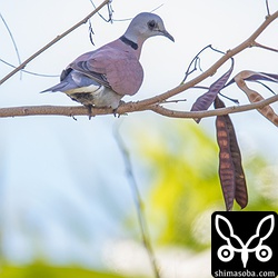 カラスに驚いて飛び上がり、ギンネムの枝に止まった。