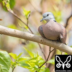 枝に止まり休むベニバトのオス。