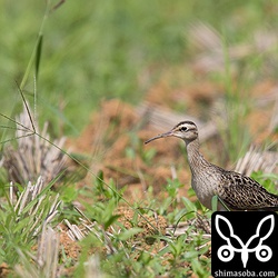 コシャクシギは、草地と稲の伸びた田んぼを行き来していました。田んぼに入ってしまうと稲の高さがコシャクシギより高いので見つけるのは至難の技。^^;