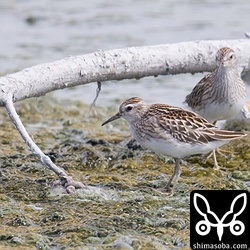 ヒバリシギ幼鳥。