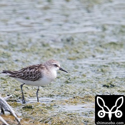 トウネン幼鳥。