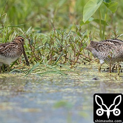 左がタシギ、右はチュウジシギ。