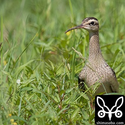 餌取りに一生懸命で、嘴には泥が付いています。