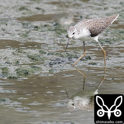 コアオアシシギ成鳥冬羽。
