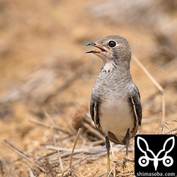 ツバメチドリ成鳥冬羽。秋分がすぎても沖縄は暑いのでツバメチドリたちはみな口を開けていた。