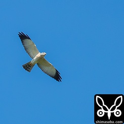アカハラダカ成鳥オス。