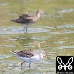 アカアシシギ成鳥冬羽。