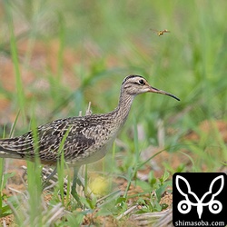 コシャクシギにハチが絡んでいました。近くに巣でもあるのでしょうか?