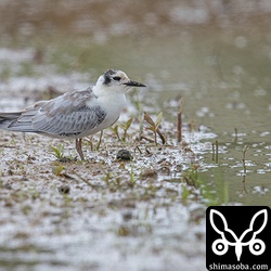 ハジロクロハラアジサシの幼鳥。三つに分散している群れの中からやっと見つけた。疲れた…けどうれしい。^^