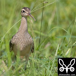 どんどんこちらに近づいてきました。車が通っても人が歩いても気にならないようです。