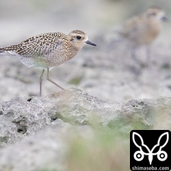 ムナグロは20羽ほどの群れ。夕方には、後背地へ飛び去った。