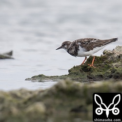 キョウジョシギ幼鳥。