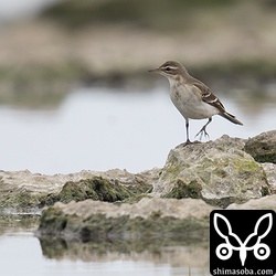 10羽ほどのツメナガセキレイは海岸沿いを東の方へ移動していた。