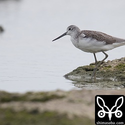 アオアシシギ成鳥冬羽。