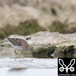ヒバリシギ幼鳥。