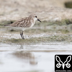 トウネン幼羽→第1回冬羽?