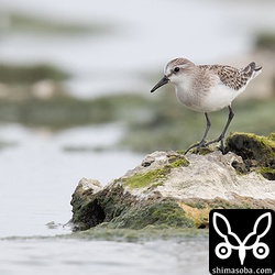 トウネン幼羽→第1回冬羽?