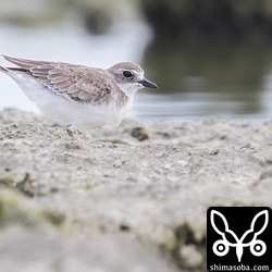 メダイチドリは数羽。