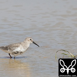 こちらはハマシギ成鳥のほぼ冬羽。