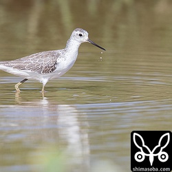 コアオアシシギ成鳥冬羽。
