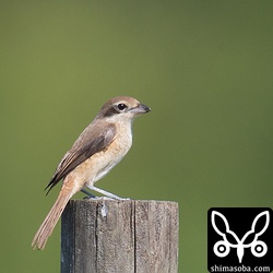 上のシマアカモズと同じ畑にいたシマアカモズ。こちらも幼鳥。